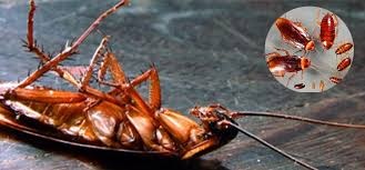 Vyhubit šváby není snadné, proto doporučujeme vždy využít služeb odborné deratizace švábů. Jedině tak se jich zbavíte s garancí.