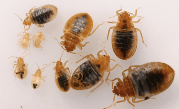 Vývojových stádií štěnice je hned několik. Štěnice se postupně zvětšuje až do velikosti 4 až 6 milimetrů.