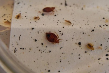 Typickým ukazatelem, který štěnice prozradí, i když je nevidíte, jsou černé tečky, tedy trus štěnice. Pokud ho zpozorujete, doporučujeme pečlivě prohledat pokoj i celý byt.