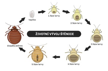 Štěnice během svého života prochází různými vývojovými stádii, pomocí kterých zjistíte, jak poznat štěnici. Obrázek ukazuje vývoj štěnic od vajíčka přes larvu až po dospělce.